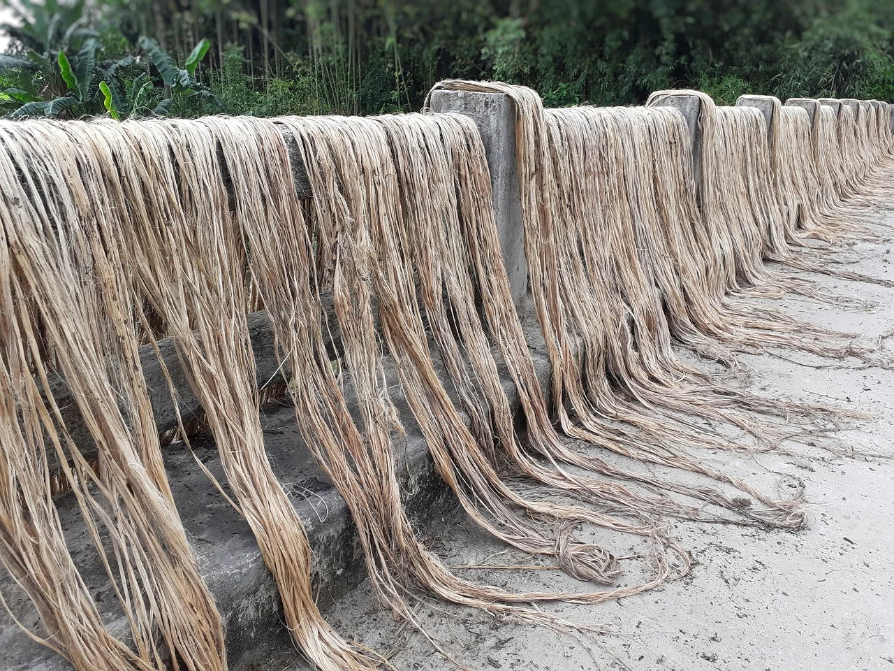 Raw jute fiber hanging on the bridge, under the sun for drying. Jute cultivation in Assam, India