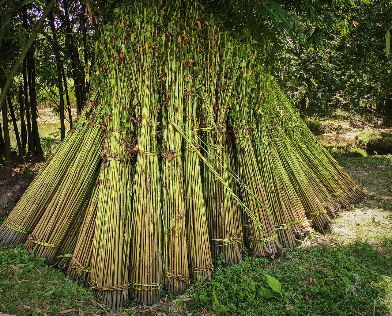 The stalks of the Jute plant are tied together in bundles and soaked in water, a process known as retting.